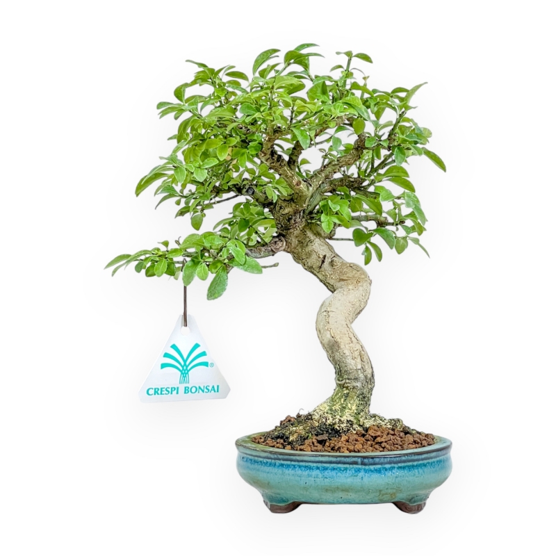 Euonymus Alatus - Evonimo - 22 cm