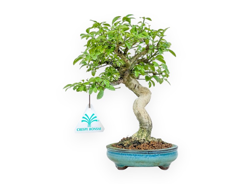 Euonymus Alatus - Spindle - 22 cm