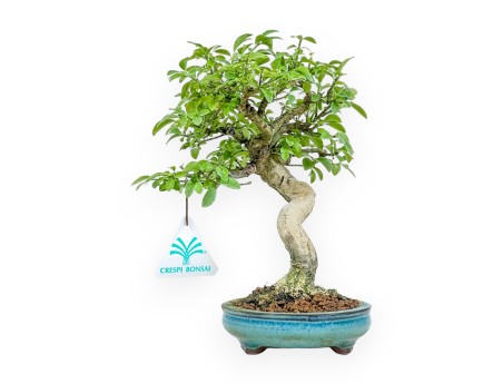 Euonymus Alatus - Fusain - 22 cm