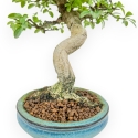 Euonymus Alatus - Evonimo - 22 cm