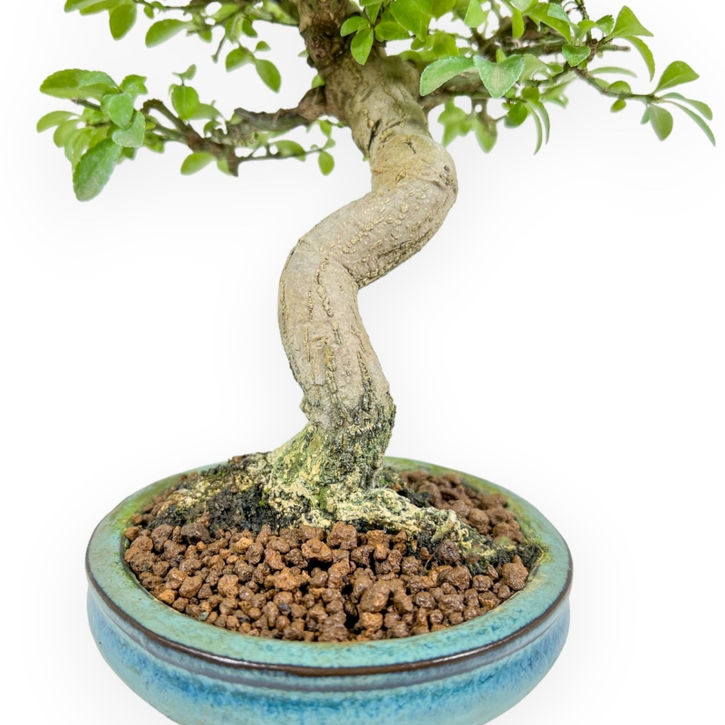 Euonymus Alatus - Evonimo - 22 cm