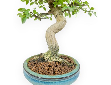 Euonymus Alatus - Fusain - 22 cm