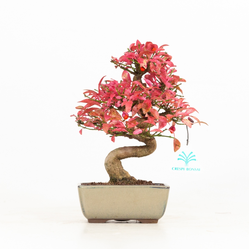 Euonymus - Fusain - 25 cm