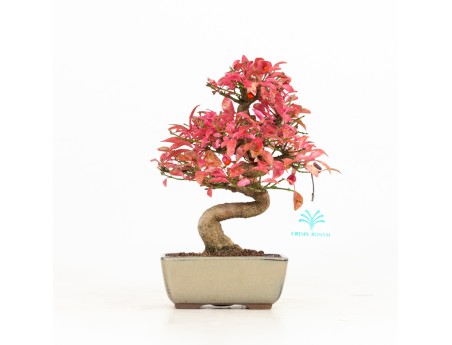 Euonymus - Fusain - 25 cm