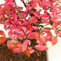 Euonymus - Fusain - 25 cm