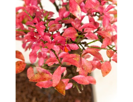 Euonymus - Spindle - 25 cm