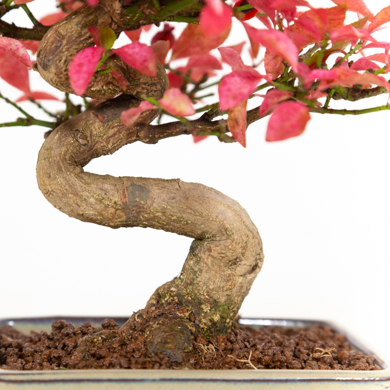 Euonymus - Fusain - 25 cm