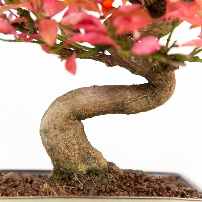 Euonymus - Fusain - 25 cm