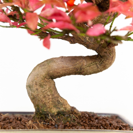 Euonymus - Evonymus - 25 cm