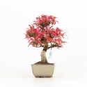 Euonymus - Fusain - 25 cm