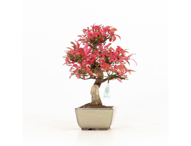 Euonymus - Evonymus - 25 cm
