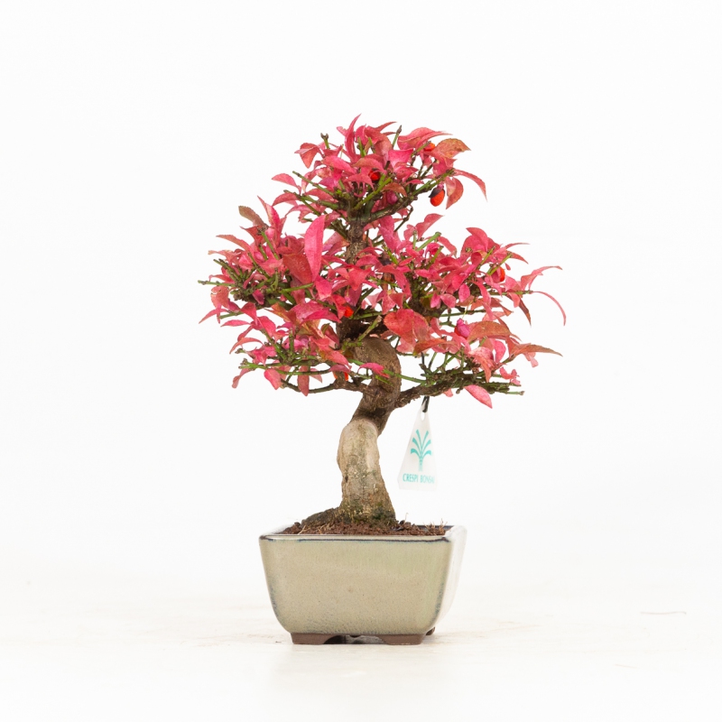 Euonymus - Fusain - 25 cm