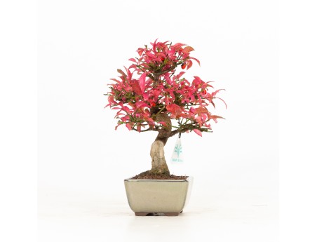 Euonymus - Evonimo - 25 cm