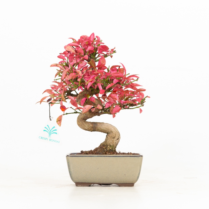 Euonymus - Evonymus - 25 cm