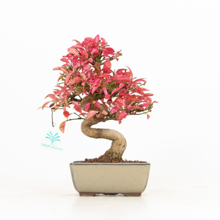 Euonymus - Fusain - 25 cm