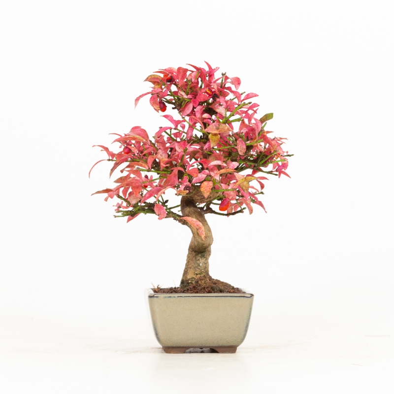 Euonymus - Evonymus - 25 cm