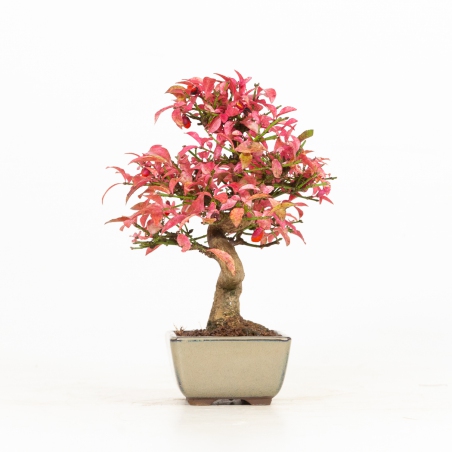 Euonymus - Fusain - 25 cm