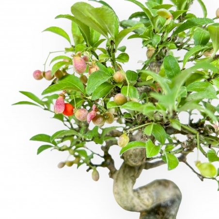 Euonymus - Fusain - 25 cm