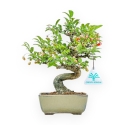Euonymus - Spindle - 25 cm