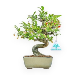 Euonymus - Fusain - 25 cm