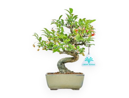 Euonymus - Evonymus - 25 cm
