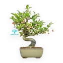 Euonymus - Fusain - 25 cm