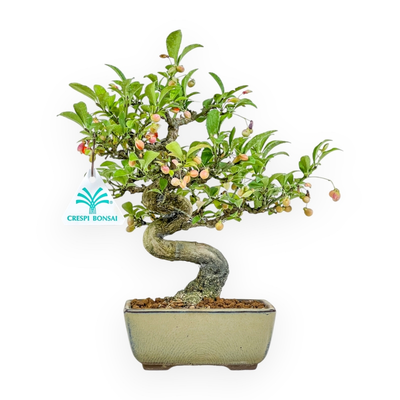 Euonymus - Fusain - 25 cm