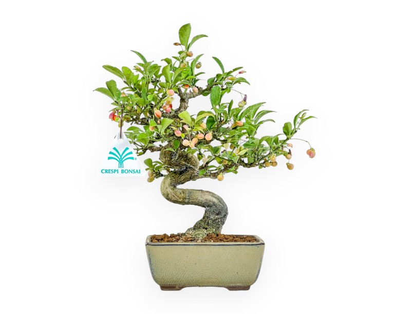 Euonymus - Spindle - 25 cm