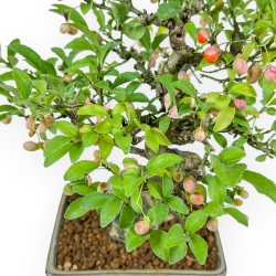 Euonymus - Fusain - 25 cm