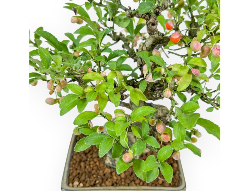 Euonymus - Evonymus - 25 cm