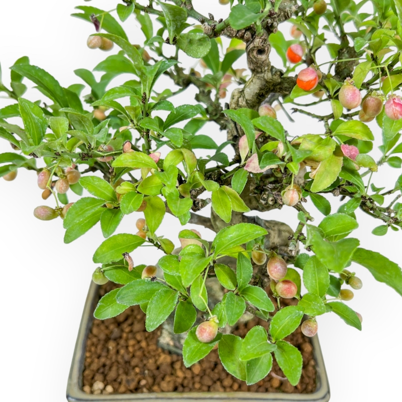 Euonymus - Fusain - 25 cm