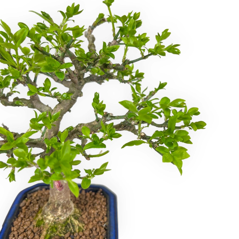 Euonymus Alatus - Fusain - 24 cm