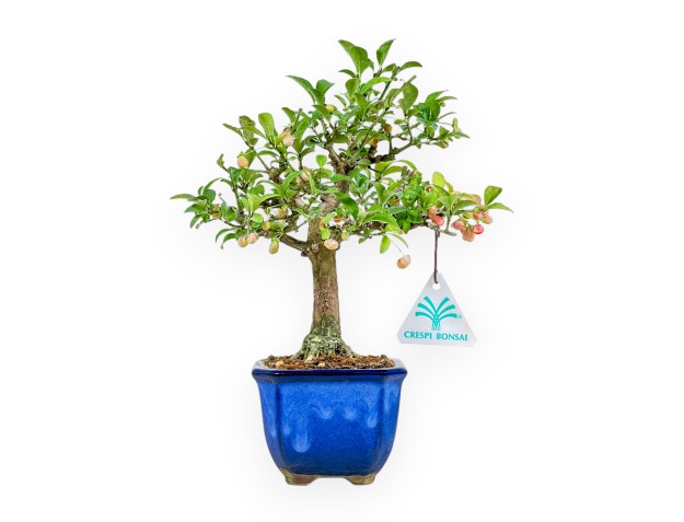 Euonymus Alatus - Fusain - 24 cm