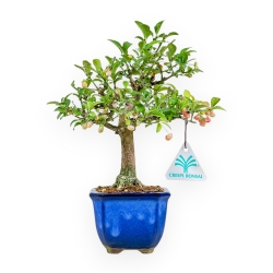 Euonymus Alatus - Spindle - 24 cm
