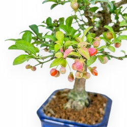Euonymus Alatus - Spindle - 24 cm