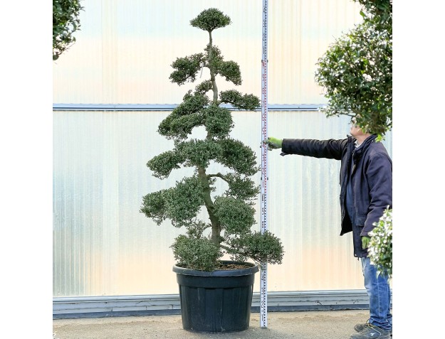 Ilex crenata - 240 cm