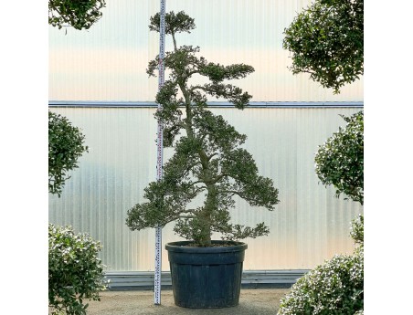Ilex crenata - 240 cm