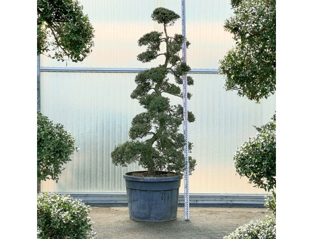 Ilex crenata - 235 cm