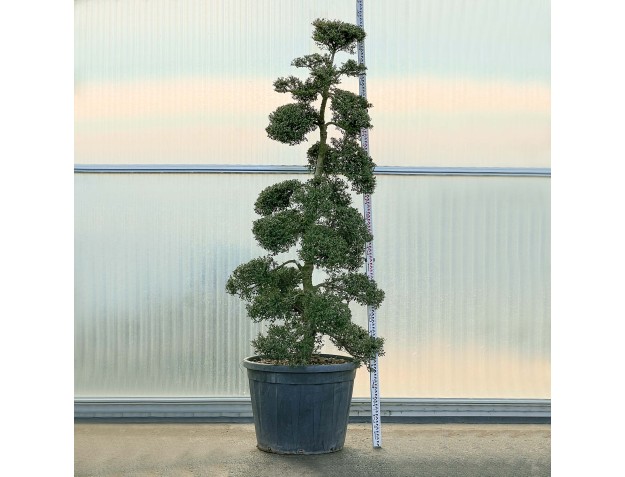 Ilex crenata - 250 cm