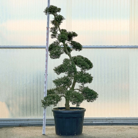Ilex crenata - 240 cm