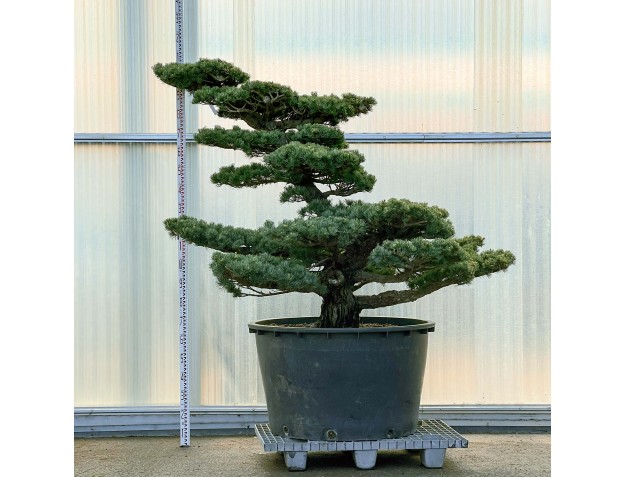 Pinus Pentaphylla - Pino a cinque aghi - 195 cm