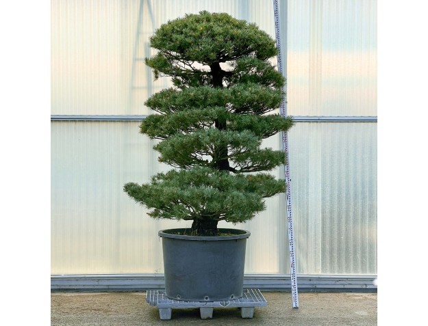 Pinus Pentaphylla - Pino a cinque aghi - 250 cm