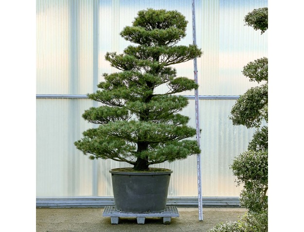 Pinus Pentaphylla - Pino a cinque aghi - 270 cm