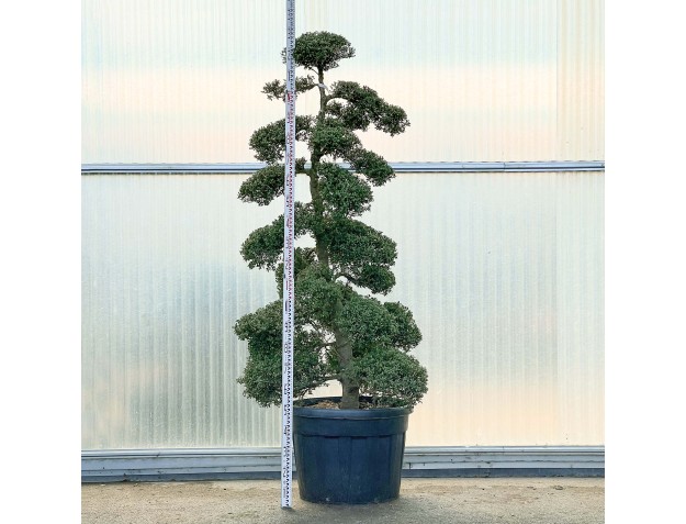 Ilex crenata - 230 cm