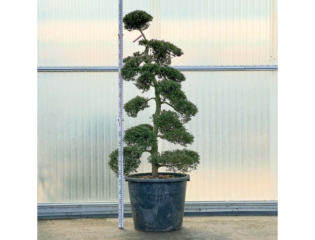 Ilex crenata - 230 cm