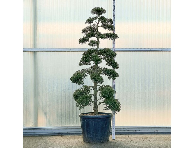 Ilex crenata - 225 cm