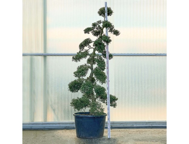 Ilex crenata - 260 cm