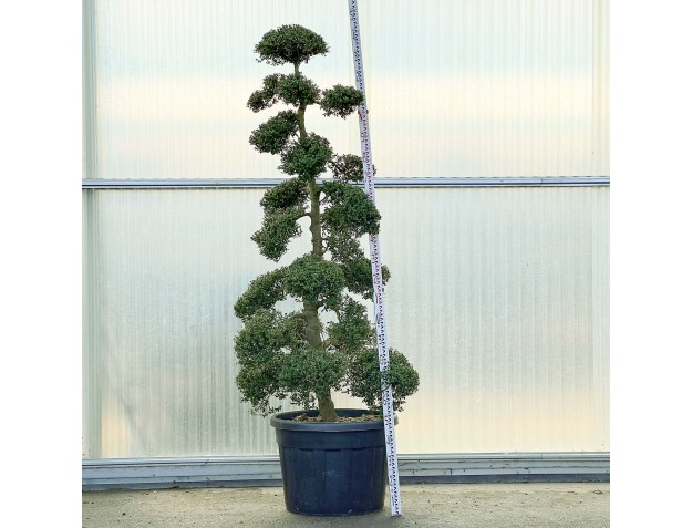 Ilex crenata - 245 cm