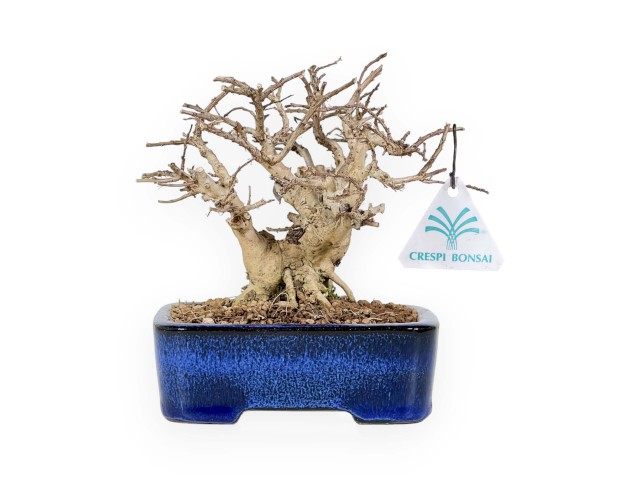 Lagerstroemia - Rouwband mirte - 17 cm 2