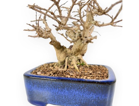 Lagerstroemia - Myrte de crêpe - 17 cm